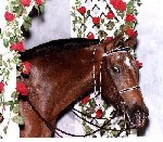 Dream dressed up for Saddleseat