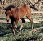 Dream as a foal